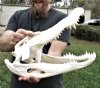 17-1/4 inch Florida Alligator Skull from an estimated 9 foot gator - You are buying the gator skull shown for $130.00