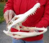 11-1/4 inch Alligator Skull from an estimated 6 foot Florida gator - You are buying the gator skull shown for $55 (Hole)