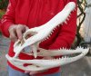 14-1/4 inch Alligator Skull from an estimated 8 foot Florida gator - You are buying the gator skull shown for $85 (Hole and cracks)