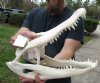 16-1/4 inch Florida Alligator Skull from an estimated 9 foot gator - You are buying the gator skull shown for $95