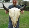 22-1/2 inches wide North American bison skull for sale - you are buying this one for $135 - (Large Box UPS billed weight 66 lbs)(No Post Office Shipping)