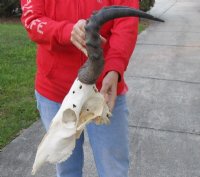 Wholesale Grace B red hartebeest skulls and horns - $70 each