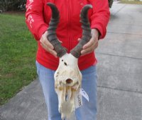 Wholesale #2 grade red hartebeest skulls and horns - 2 pcs @ $63.00 each