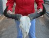 21 inch wide #2 Grade Blue Wildebeest Skull - You are buying the skull shown for $60