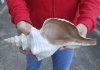 13-1/4 inch horse conch for sale, Florida's state seashell, review all photos as you are buying this one for $37