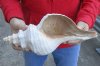 13 inch horse conch for sale, Florida's state seashell, review all photos as you are buying this one for $37