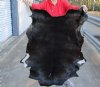 Real Goat Hide for sale (Capra aegagrus hircus) for sale 40 x 28 inches - review all photos - you are buying the goat hide pictured for $32