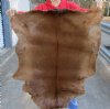 Real Goat Hide for sale (Capra aegagrus hircus) for sale 36 x 26 inches - review all photos - you are buying the goat hide pictured for $32
