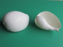 Wholesale White Indian melon shell 5" to 5-3/4" - 6 pcs @ $1.80 each  