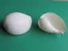 Wholesale White Indian melon shell measuring approximately 5" to 5-3/4" - Packed: 6 pcs @ $1.60 each