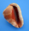 Wholesale Cameo Shells, Bullmouth Helmet Shells 6 inches - Case of 18 @ $7.00 each
