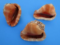 Cameo Shells, Bullmouth Helmet, 6 inches (Pack of 2)