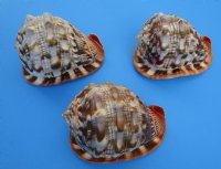 Cameo Shells, Bullmouth Helmet, 6 inches (Pack of 2)