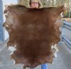 Real Goat Hide for sale (Capra aegagrus hircus) for sale 43 x 33 inches - review all photos - you are buying the goat hide pictured for $32