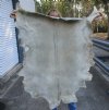 Real Goat Hide for sale (Capra aegagrus hircus) for sale 44 x 30 inches - review all photos - you are buying the goat hide pictured for $32