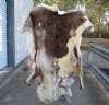 #2 Grade 61 inch by 57 inch Tanned Reindeer hide imported from Finland (large bald areas). You will receive the skin pictured for $50.00
