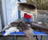 4 piece lot of scrap pieces of Reindeer hide imported from Finland measuring 40 to 50 inches. You will receive the skin pieces pictured for $100/lot