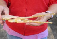 11 inch by 2 inch longnose gar skull (Lepisosteus osseus).  You are buying the skull pictured for $50.00