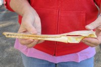 11 inch by 2 inch longnose gar skull (Lepisosteus osseus).  You are buying the skull pictured for $50.00