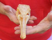 13 inch by 2-1/2 inch longnose gar skull (Lepisosteus osseus).  You are buying the skull pictured for $65.00
