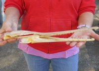 14-1/2 inch by 3 inch longnose gar skull (Lepisosteus osseus).  You are buying the skull pictured for $65.00
