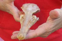 14-1/2 inch by 3 inch longnose gar skull (Lepisosteus osseus).  You are buying the skull pictured for $65.00