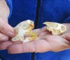 Two Common River Cooter Turtle Skulls, measuring 2-1/8 and 1-3/4 inches long (You are buying the skulls shown) for $28.00