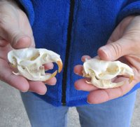 Two Muskrat Skulls 2-1/2 inches - You are buying the muskrat skulls shown for $36.00