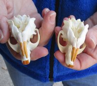 Two Muskrat Skulls 2-1/2 inches - You are buying the muskrat skulls shown for $36.00