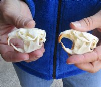 Two Muskrat Skulls 2-1/4 inches - You are buying the muskrat skulls shown for $36.00