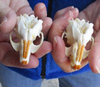 Two Muskrat Skulls 2-1/4 inches - You are buying the muskrat skulls shown for $36.00