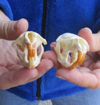 Two Muskrat Skulls 2-1/4 and 2-1/2 inches - You are buying the muskrat skulls shown for $36.00