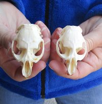 Two Muskrat Skulls 2-1/4 and 2-1/2 inches - You are buying the muskrat skulls shown for $36.00