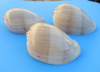 Philippine Crowned Baler Melon Shells, 6 inches (Pack of 12)