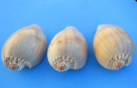 Philippine Crowned Baler Melon Shells, 6 inches (Pack of 12)