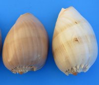 7 inches Wholesale Philippine Crowned Baler Melon Shells - 3 pcs@ $3.70 each