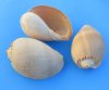8" Philippine Crowned Baler Melon Shells Wholesale, commercial grade quality - Minimum: 2 @ $5.00 each