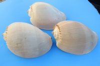 8" Philippine Crowned Baler Melon Shells Wholesale - 30 pcs @ $4.25 each