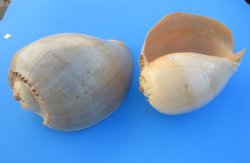 9 inches - Wholesale Philippine Crowned Baler Melon Shells - 24 pcs @ $6.75 each