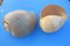 9 inches - Wholesale Philippine Crowned Baler Melon Shells, commercial grade; Case of 24 pcs @ $6.75 each