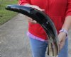 23 inches polished Indian water buffalo horn with wide base opening for sale - You are buying the one pictured for $32