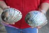 2 pc lot of Polished green abalone shells measuring 5 and 5-1/2 inches - You are buying the abalone shell pictured for $33/lot 