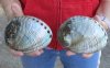 2 pc lot of Polished green abalone shells measuring 5 inches - You are buying the abalone shell pictured for $33/lot 