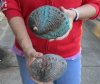2 pc Natural Green Abalone shells measuring 5-1/4 and 5-3/4 inches - You will receive the 2 pictured for $17/lot