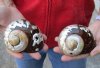2 piece lot of Polished Turbo Sarmaticus shells measuring 3-1/2 inch - You are buying the shells pictured for $18