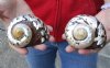 2 piece lot of Polished Turbo Sarmaticus shells measuring 3-1/2 inch - You are buying the shells pictured for $18