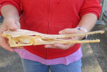 13 inch by 2-1/2 inch longnose gar skull (Lepisosteus osseus) for $46.00