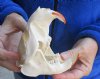 A-Grade Large North American Beaver Skull (castor) 5-1/4 inches long - You are buying the animal skull pictured for $34