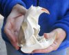 A-Grade Large North American Beaver Skull (castor) 5-3/4 inches long - You are buying the animal skull pictured for $34