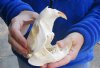 A-Grade Large North American Beaver Skull (castor) 5 inches long - You are buying the animal skull pictured for $34